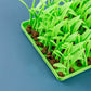 Silicone Grass Mat for Cats